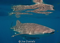 A mirror image of a Whale shark cruising along the back o... by Joe Daniels 